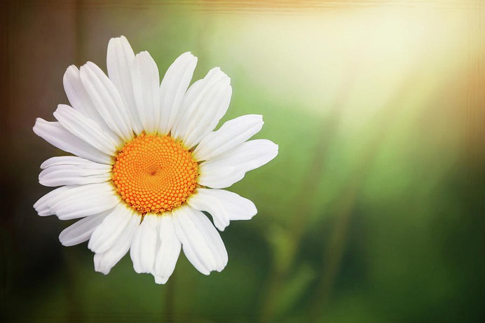 daisy painting & daisy paint by number #painting