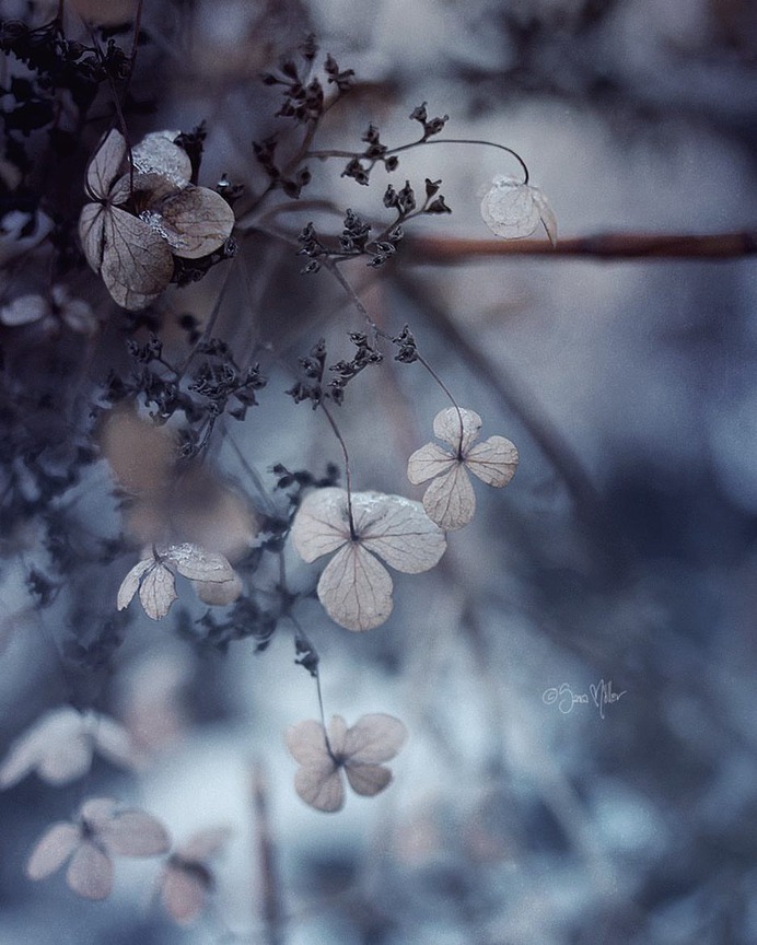 Fine Art Flowers Photography by Sara Möller