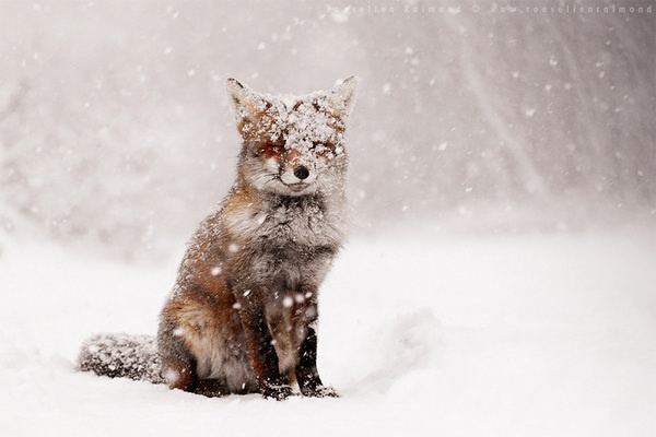 Fox in Winter - Photography by Roeselien Raimond #beauty #sears #fox #cold #snow #fur #blizzard #photography #animal #snowflakes #winter