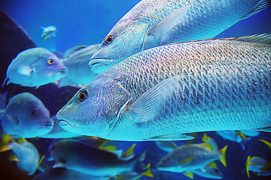 Fish #nature