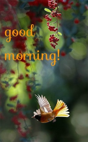 - Good Morning