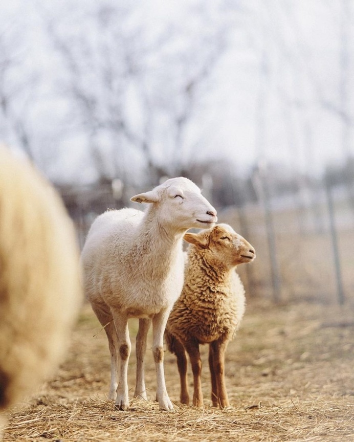 Animal Rights Photography: Sammantha Fisher Captures Amazing Animal Portraits