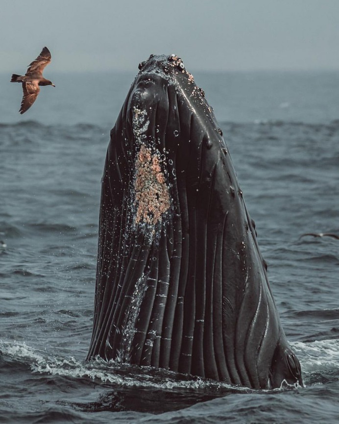 Slater Moore Captures Majestic Pictures of Whales in Monterey Bay