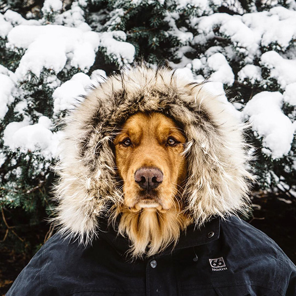 Human Takes His Dog On Epic Adventures, Proves That Dogs Are The Best Travel Buddies