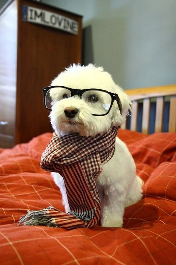 50 Cute Puppies I Adore #cute #puppies