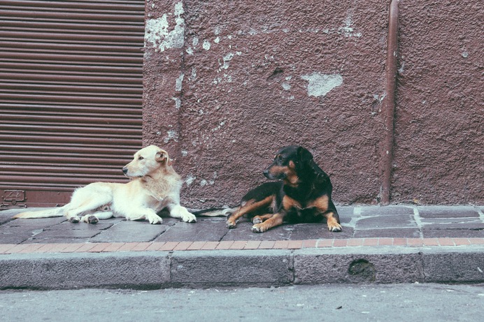 Travel dogs animals pets Ecuador quito allyouneedisecuador Centro Quito