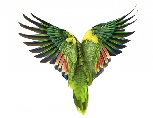 Andrew Zuckerman 'Bird' Series | Trendland: Fashion Blog & Trend Magazine #zuckerman #andrew