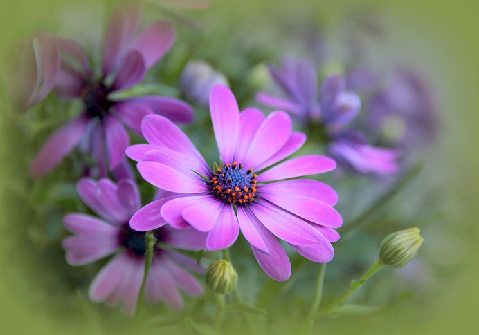 daisy painting & daisy paint by number #painting