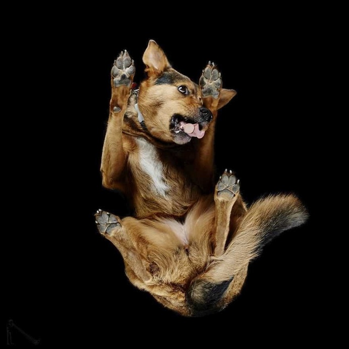 Under-Dogs: Dogs Pictured from Underneath by Andrius Burba
