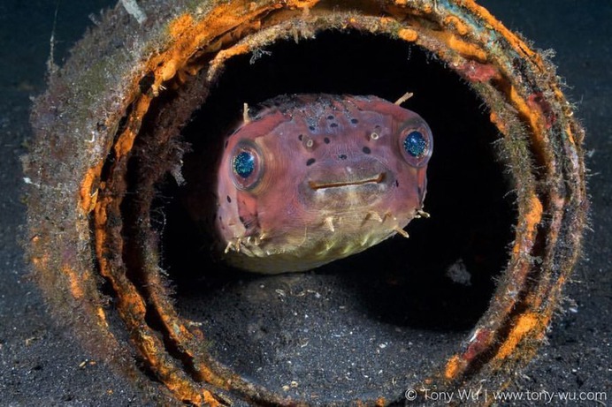 Absolutely Incredible Underwater Photography by Tony Wu
