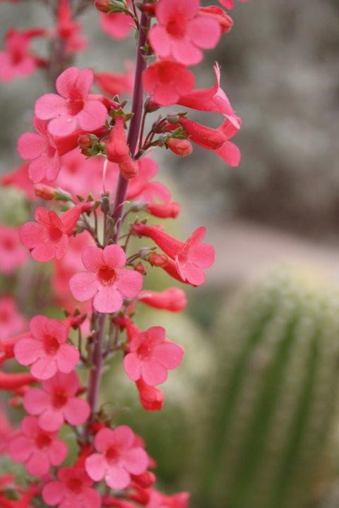 Showy Desert Penstemon – Native-Seeds-Search