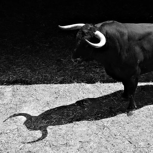 Taurus