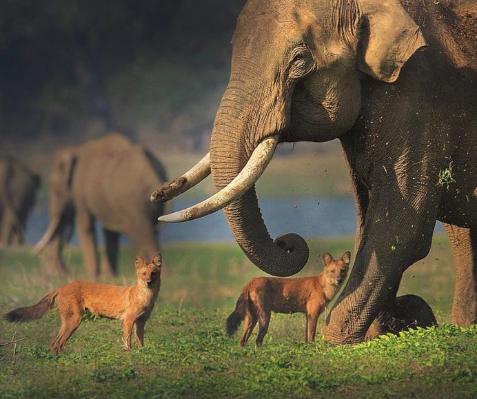 Unforgettable Portraits of Wild Animals by Shaaz Jung