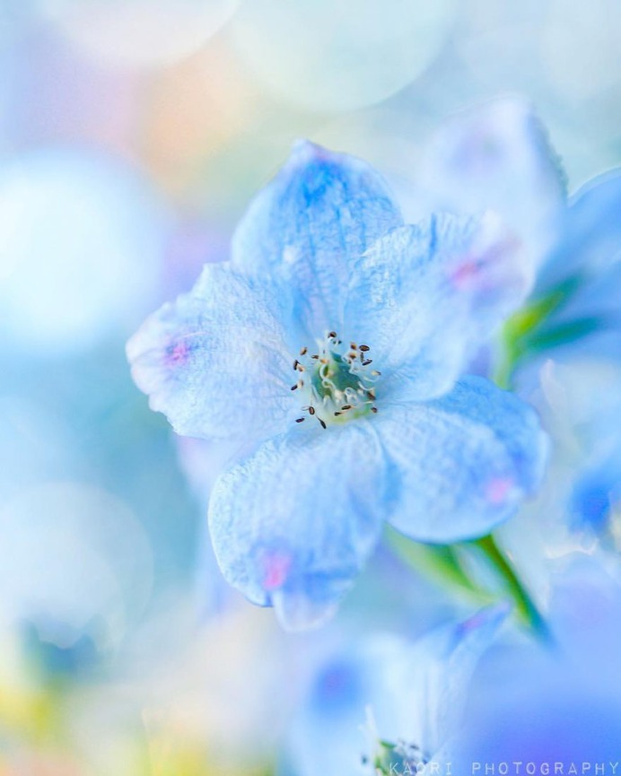 #flora_addict: Adorable Flower and Plant Photography by Kaori Hoshimoto