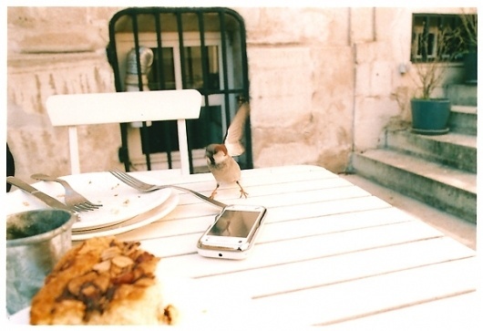 Bird at the Swedish Cafe, Paris. 2011. | Flickr - Photo Sharing! #paris #tobe #swedish #bird #cafe #cara