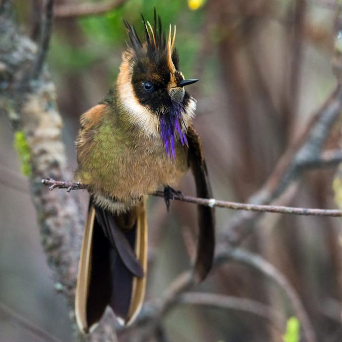 #bestbirdshots: Colorful Birds of Colombia by Luis Fernando Agudelo