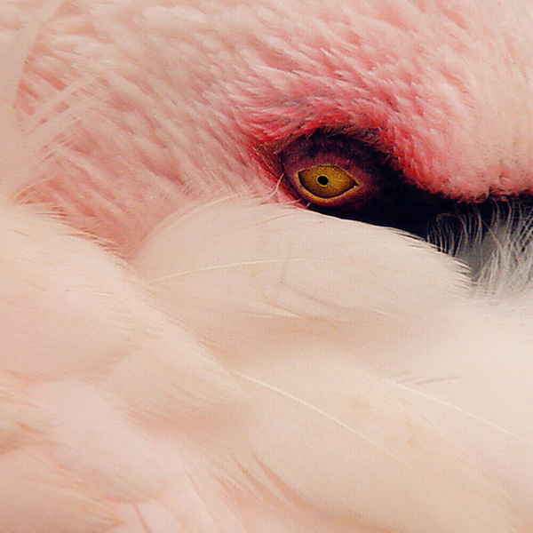 by David Foster Nass #eye #flamingo #floid #feathers