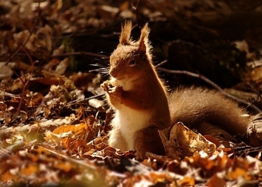 Animal Photography by Gavin Macrae » Creative Photography Blog #inspiration #photography #animals