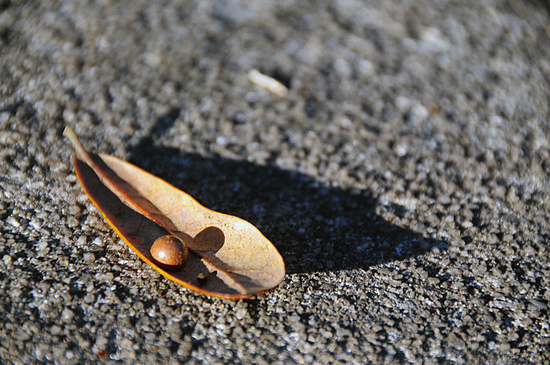 Leaf #nature #fall #leaf