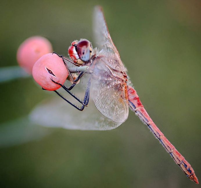 Dragon Fly