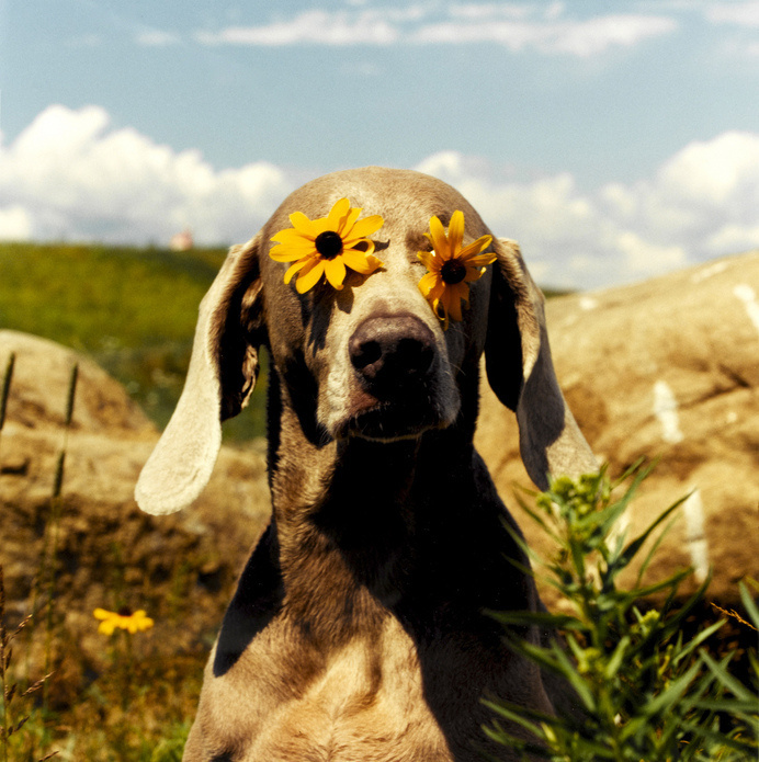 everyday_i_show: photos by William Wegman #photography