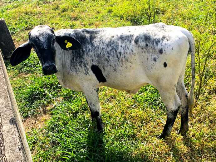 Lovely Cow
