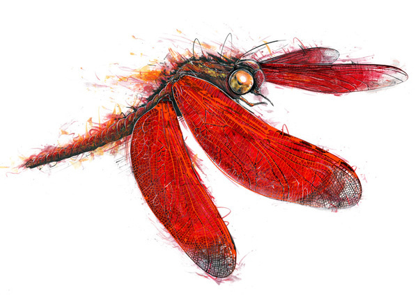 Tom J manning #insect