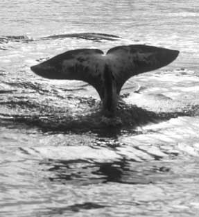 narwhal-narval-05.jpg 287×313 pixels #photography #retro #narwhals