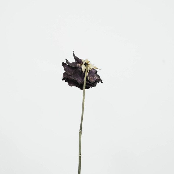 rose #rose #picture #minimalism #square #flower