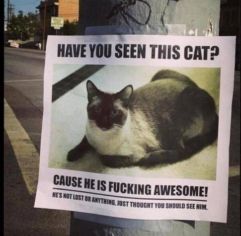 Have you seen me? #missing #flyer #fun #cat