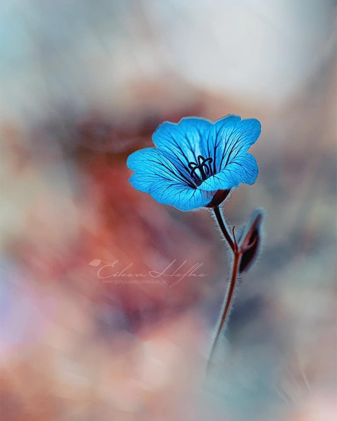 #flora_addict: Magical Flowers Photography by Eileen Hafke