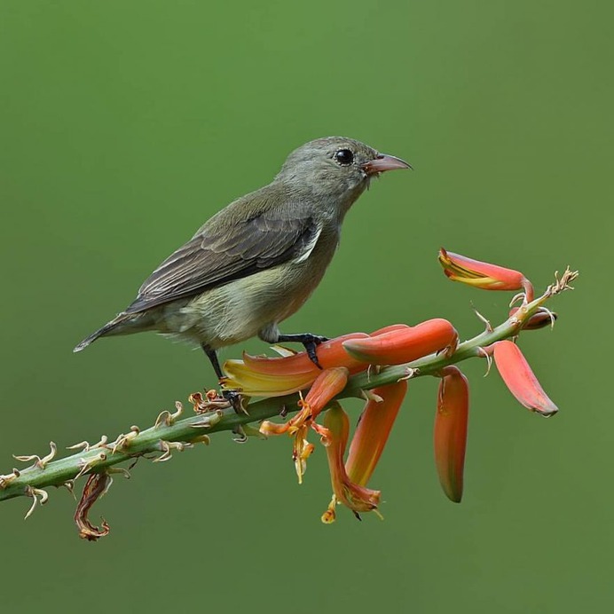 Birds of India: Fantastic Bird Photography by Ramakant Kulkarni