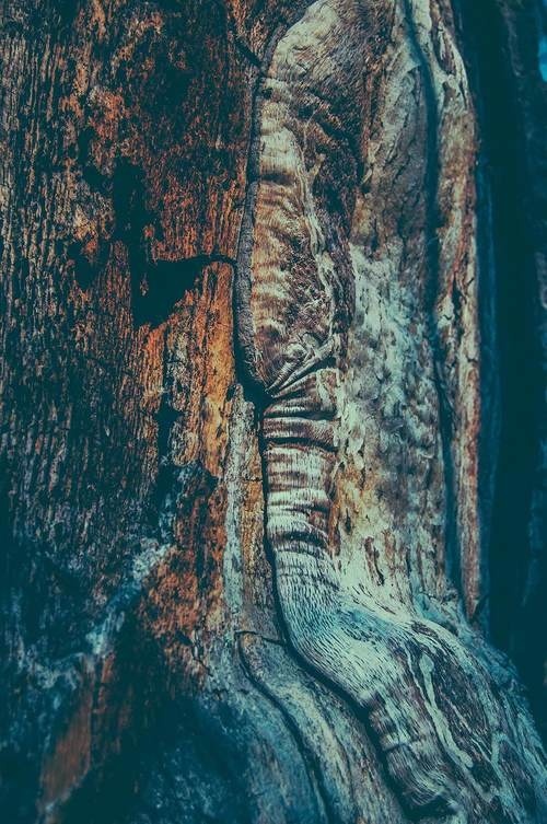 #woods #scandinavia