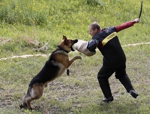 day_photos015--500x380.jpg (JPEG Image, 500x380 pixels) #dog #trainer #attack #shepherd #german #action
