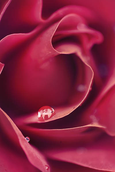 "Soft Drops" Mostly we can't see the little beautiful things along the way. #rose #rosen #macro #markowelten #makrofotografie #makro