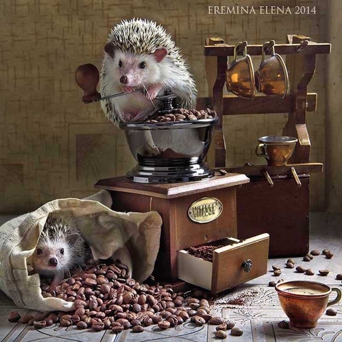 Elena Eremina Captures The Secret Life Of Hamsters
