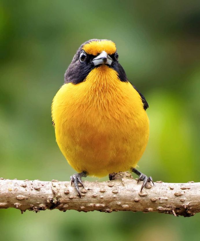 #kings_birds: Beautiful Bird Photography by Celso de Castro
