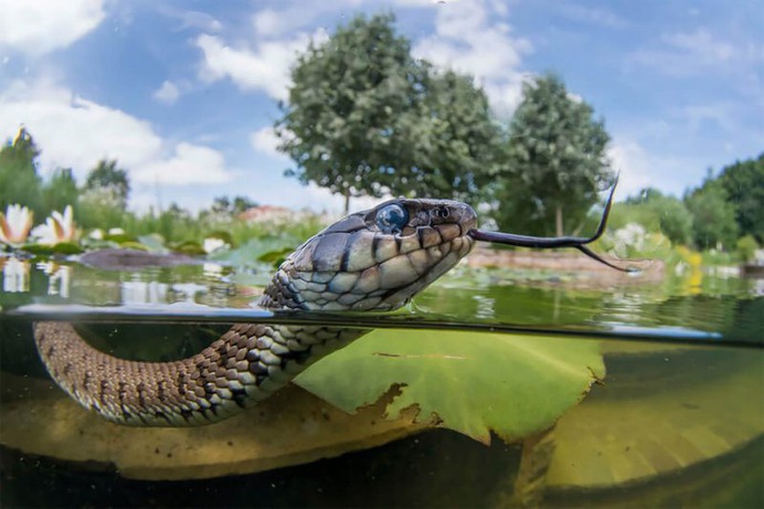 Grass snake swimming along a garden pond by Jack Perks