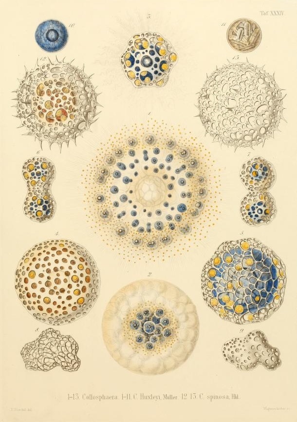 Ernst Haeckel's Radiolaria (1862) / #illustration #abstract