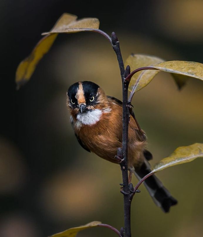 Rufous-fronted Tit - North Sikkim, India
