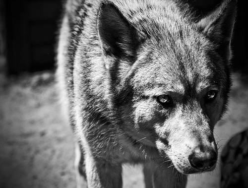 DETHJUNKIE* #wolf