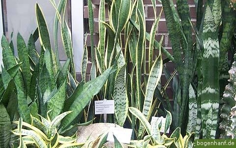 sansevieria cultivars.jpg #ansevieria #plant