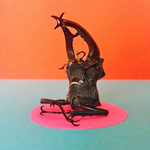 Specialmagazin #stag-beetle #photo #bug #orange #halfbug #horn #animal