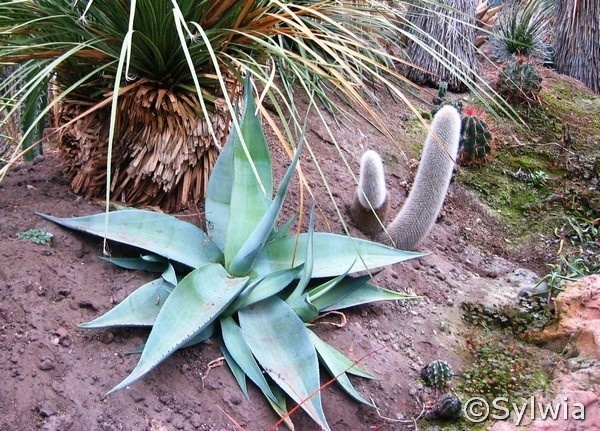 agave_guiengola #agave