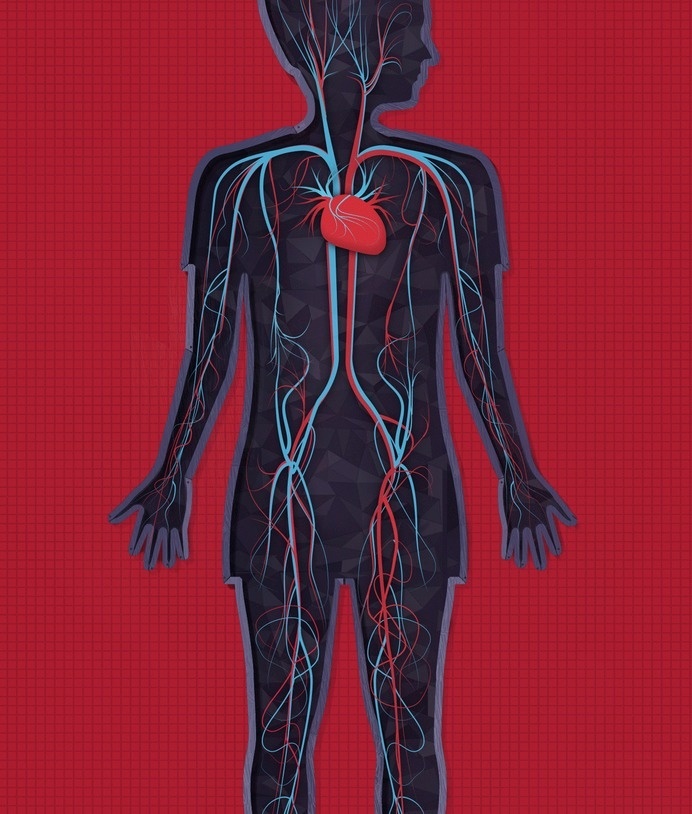 nervesveins #human #illustration #body #anatomy