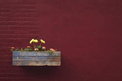 FFFFOUND! | jimmymccoy - a photoblog #jimmy #mccoy #flowers
