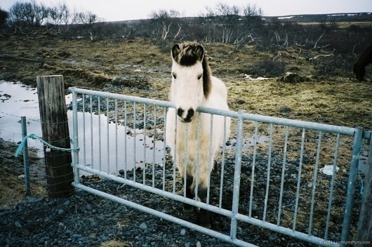 F1030012 #photography #horse