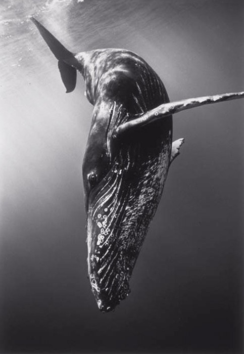 Diving Humpback Whale by Wayne Levin