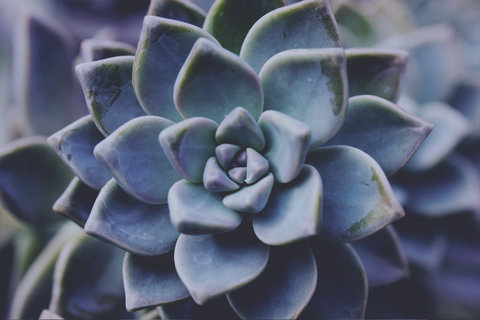Succulent #cacti #plants