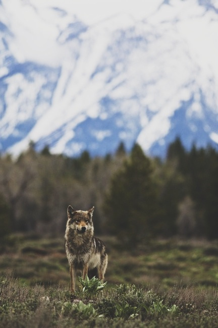 stay groovy #canine #landscape #nature #photography #wolf #predator #animal #dog